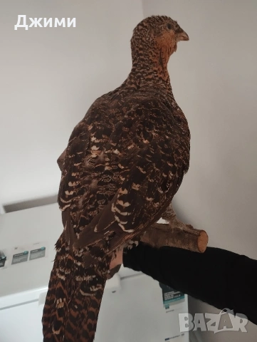 препариран женски глухар, снимка 4 - Антикварни и старинни предмети - 53844839