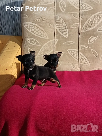 Пинчер мини , снимка 11 - Пинчер - 54250630