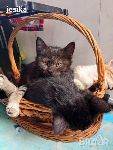 Подарявам малки котенца полуперсийчета с хигиенни навици., снимка 2 - Други - 52129933