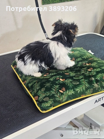 биверчета, снимка 13 - Йоркширски териер - 52788675