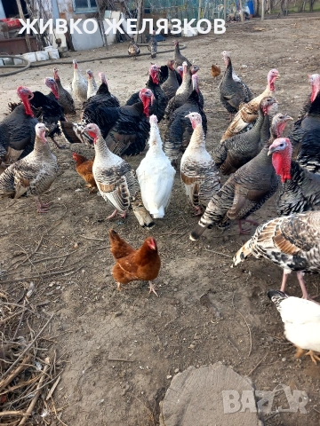 ПРОДАВАМ МЛАДИ ПЕТЛИ, ДОМАШНО ОТГЛЕДАНИ, снимка 3 - Кокошки и пуйки - 53923911