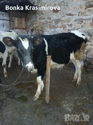 2 женски по 200 кг 230 кг, снимка 3 - Крави - 53423718