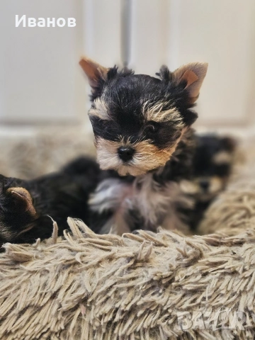 Мини момче , снимка 4 - Йоркширски териер - 53724631