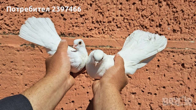 Бели преметачи