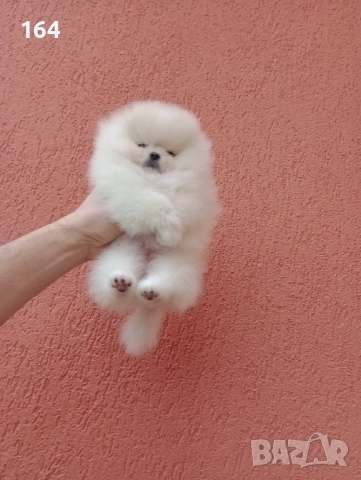 Бял женски мини Померан. , снимка 5 - Померан - 53283839