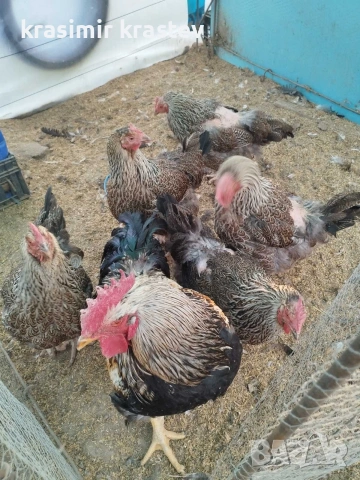 Катунски Кокошки и петли, снимка 4 - други­ - 53989395