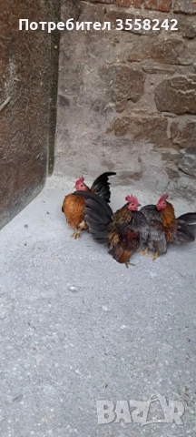 Малай серама, снимка 4 - Кокошки и пуйки - 52774584