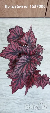 Бегония Red/black , снимка 1