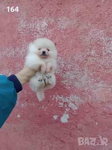 Малък Шпиц - Померан. Момичета. Снимки от 22.12.25 г., снимка 5 - Померан - 52809054