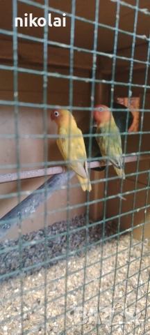 Двойка Неразделки , снимка 4 - Папагали - 53911654