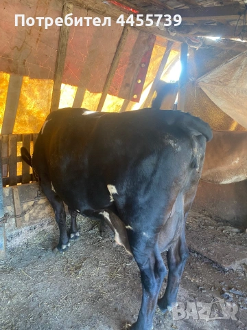 Продава се млада крава, снимка 2 - Крави - 53662538