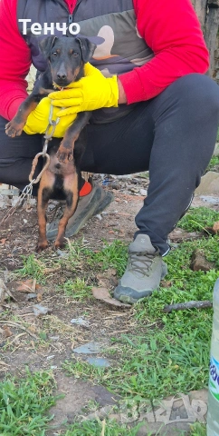 Мъжки ягдтериер