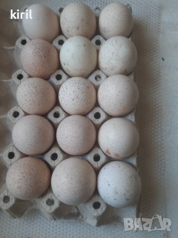 Пуешки яйца оплодени 