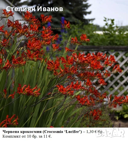 Червена крокосмия (Crocosmia ‘Lucifer’) - луковици