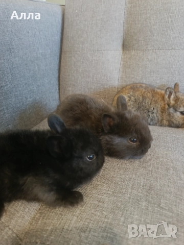 Малки зайчета възраст на 3 седмица, снимка 1