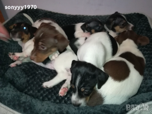 ДЖАК РЪСЕЛ 250ЛВ ЗА БРОЙ 2709251829