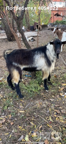 Продава се пърч на 1 година 