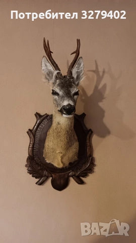 Препарирани Сръндаци 2 броя, снимка 6 - Други - 53132038