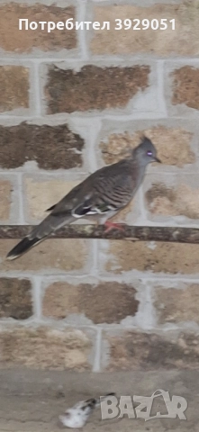 Продавам Австралийски качулати, снимка 5 - други­ - 51829312