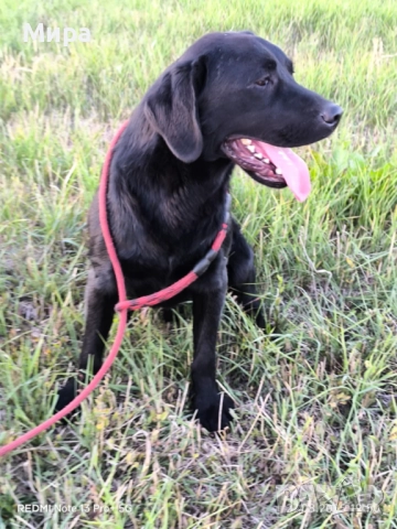 Подарявам мъжки лабрадор , снимка 4 - Лабрадор ретривър - 52388655