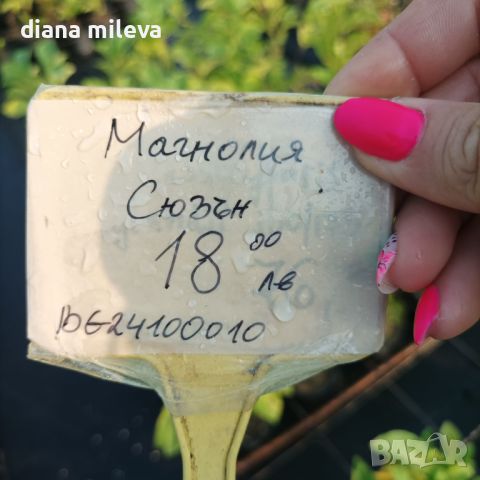 Магнолия Сюзан, Magnolia Susan, снимка 9 - Градински цветя и растения - 46802344