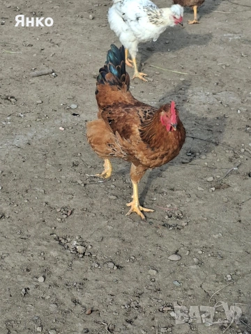 Петли, снимка 10 - Кокошки и пуйки - 54186401