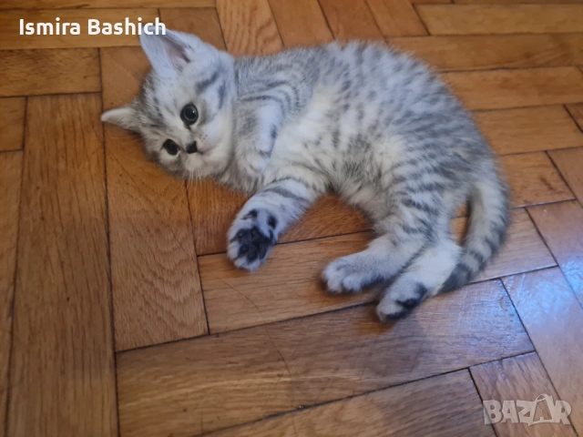 Британчета , снимка 5 - Британска късокосместа - 53086558