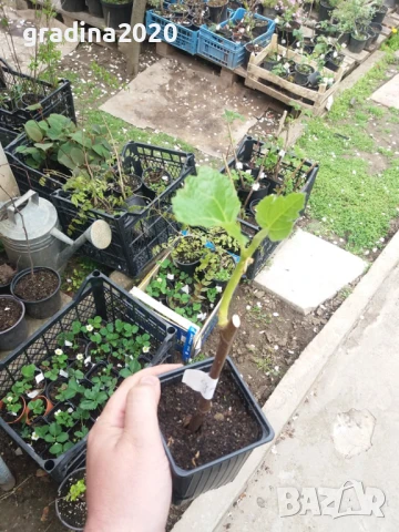 Смокиня сорт Далматинска - Ficus carica Dalmatie , снимка 4 - Разсади - 46919204