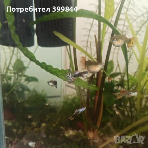 Продавам рибки Гупи, снимка 13 - Рибки - 48884894