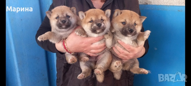 Шиба ину мъжки и женски кученца