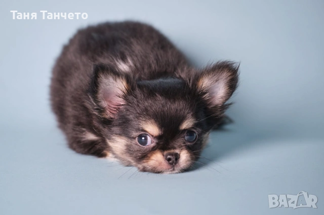 Чихуахуа Възможност за доставка , снимка 3 - Чихуахуа - 53994420