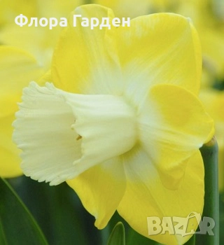 Луковици НАРЦИС, снимка 17 - Сортови семена и луковици - 46827345