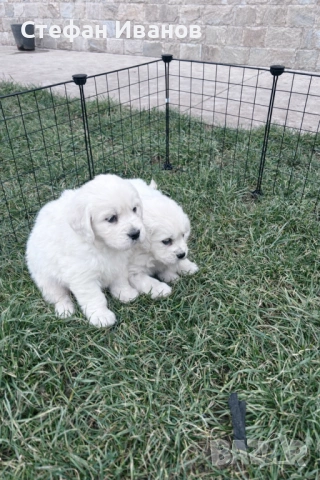 Голдън ретривър, снимка 3 - Голдън ретривър - 53307145
