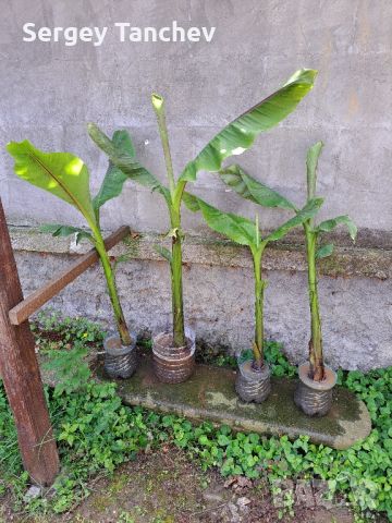 Бананови палми и други, снимка 2 - Стайни растения - 44004050