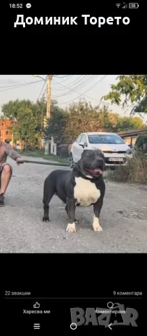 American bully xl, снимка 2 - Други - 46970498