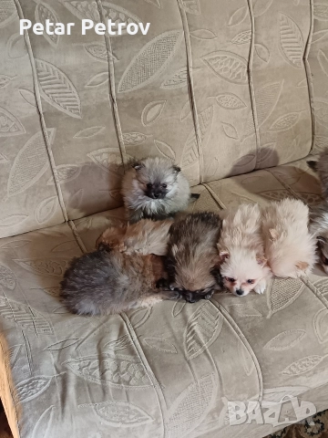 Шпиц мини , снимка 11 - Шпиц - 52812758