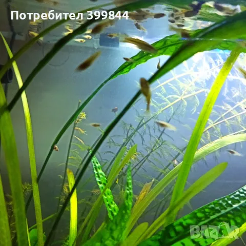 Продавам рибки Гупи, снимка 8 - Рибки - 48884894