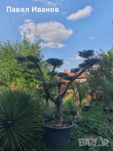 Маслиново дърво за перфектният декор на вашата градина!!!, снимка 11 - Градински цветя и растения - 46413848