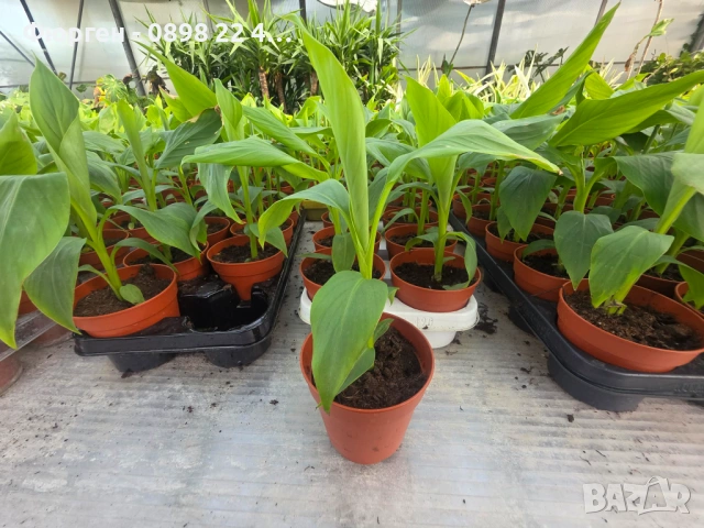 Банан - Мусо баджо / Musa Basjoo, снимка 5 - Разсади - 53906003