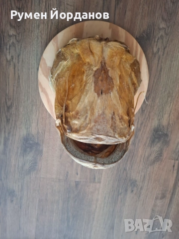 Препарирана сомска глава