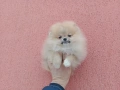 Мъжки Померан на 3 месеца. Реални снимки от 02.02.26 г., снимка 3