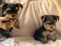 Йоркширски териерчета , снимка 5