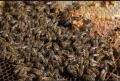 Продавам пчелни отводки, снимка 1 - Стоки за пчели - 45565605