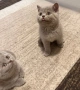 Британски Късокосмести котенца, снимка 8