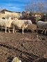 Продавам бременни овце , снимка 2