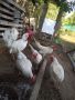Легхорн, снимка 1 - Кокошки и пуйки - 45472062