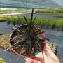 Черен Офиопогон, Ophiopogon black, студоустойчив!!, снимка 11