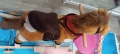 Люлеещо плюшено конче, снимка 2