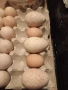 ПРОДАВАМ ОПЛОДЕНИ КОКОШИ ЯЙЦА , ЗА РАЗПЛОД, снимка 9