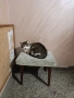 Подарявам коте на 9м, снимка 2